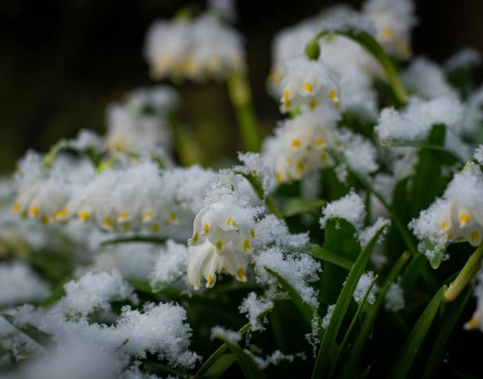 Gast trifft Schneeglöckchen (4=3)