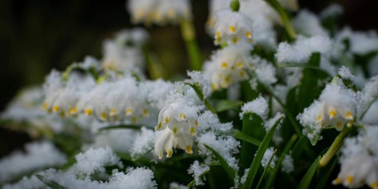 Gast trifft Schneeglöckchen (4=3)