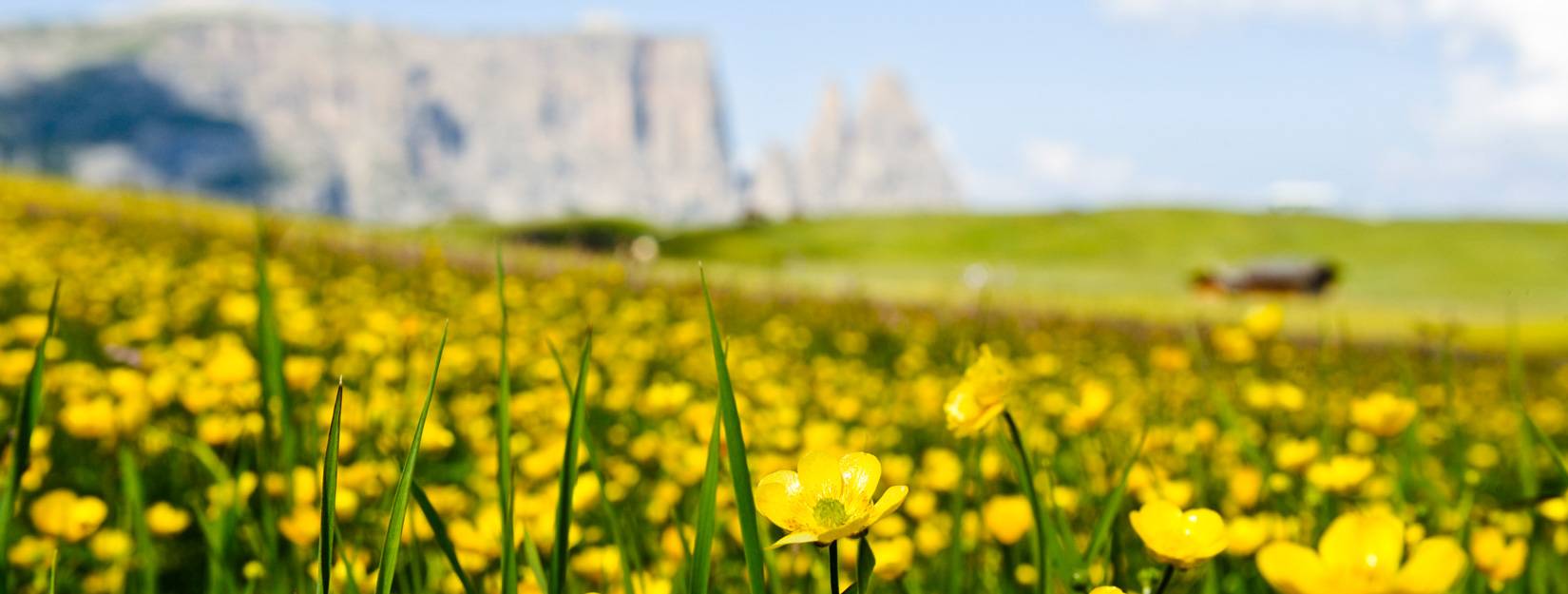 Seiser Alm Balance – folgen Sie dem Ruf der Natur!