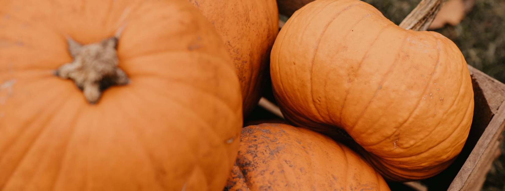 Autumn holiday in South Tyrol | Parc Hotel Florian