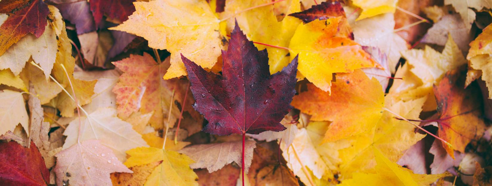 Autumn holiday in South Tyrol | Parc Hotel Florian